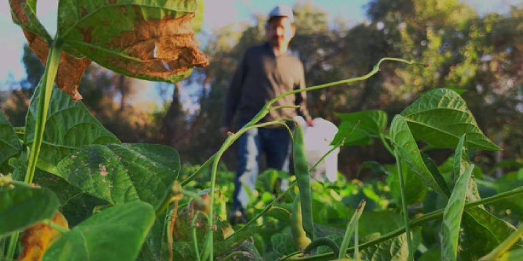 Kolay pişiyor, lezzetiyle fark atıyor! Dünya şeflerinin gözü bu üründe: Kilosu 500 TL’den satılıyor 1